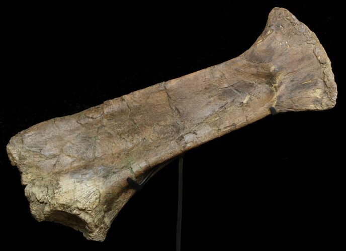 triceratops bones for sale